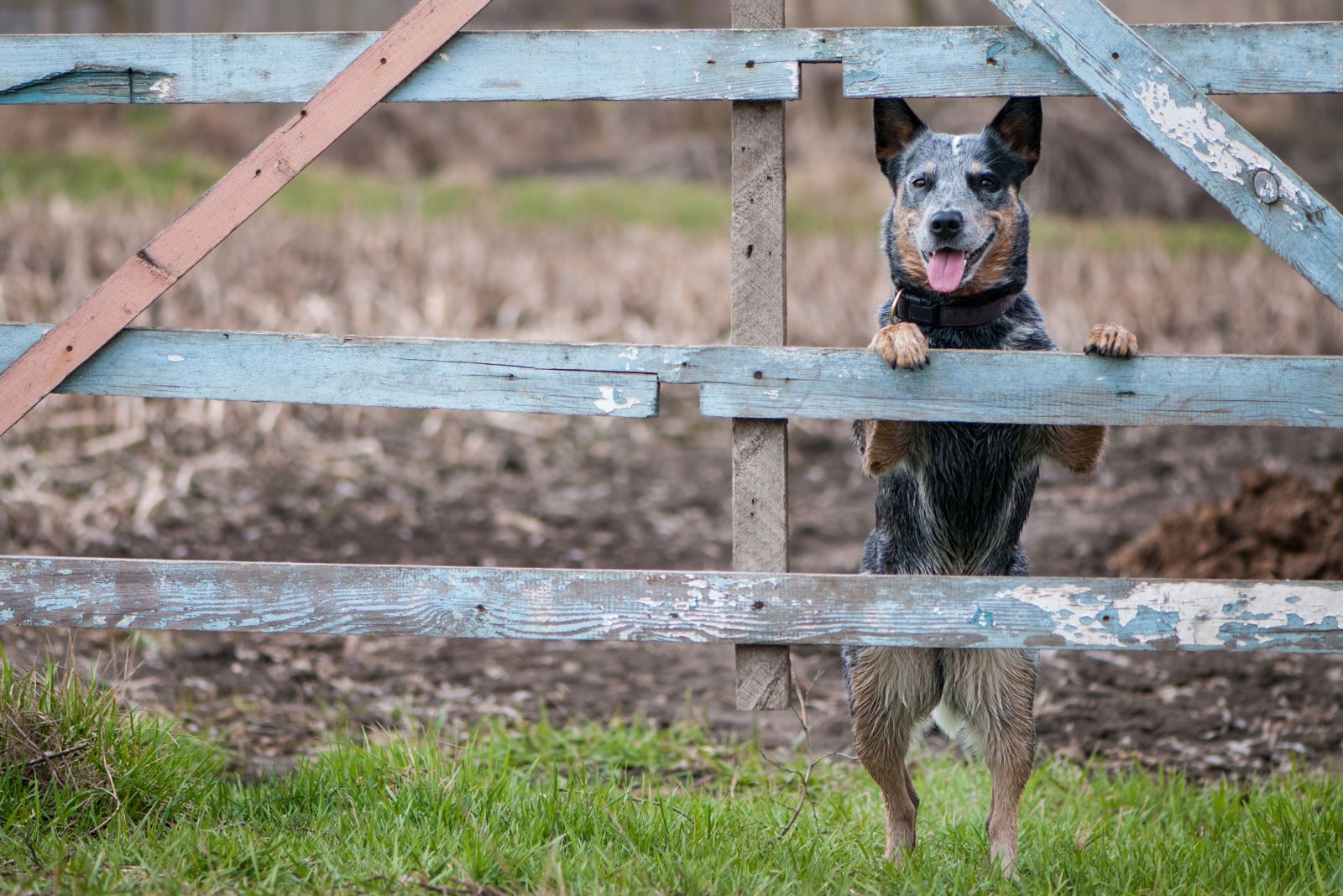 Adorable Australian Cattle Dog