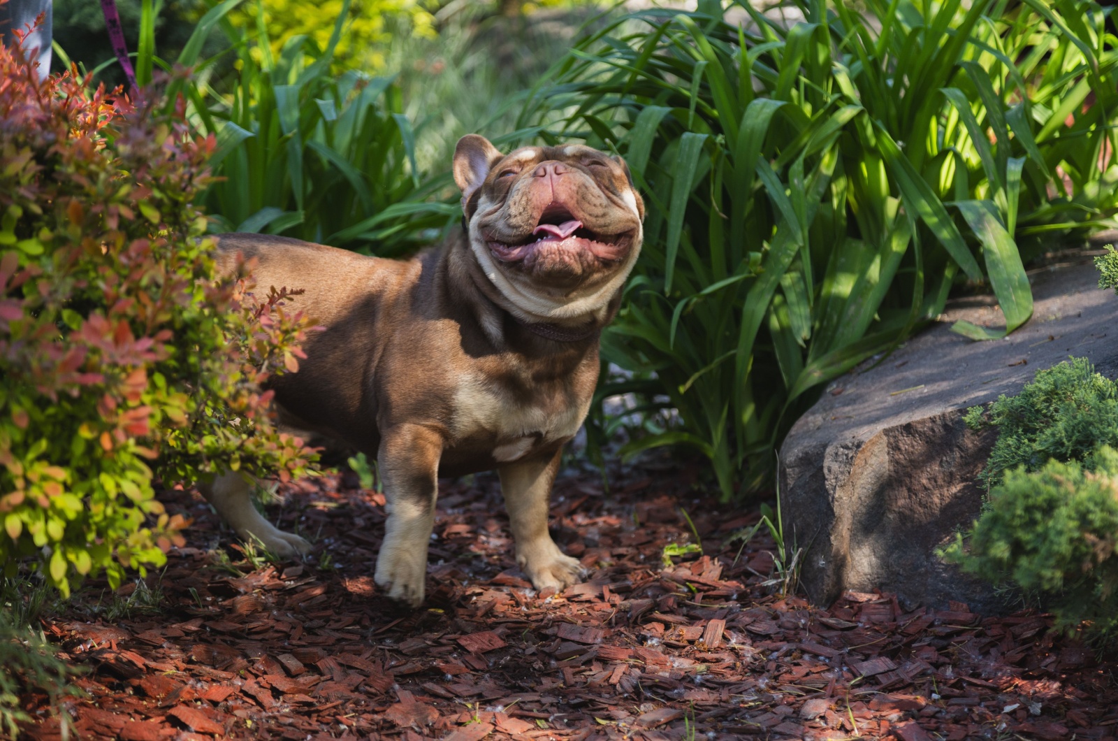 Adorable Chocolate French Bulldog