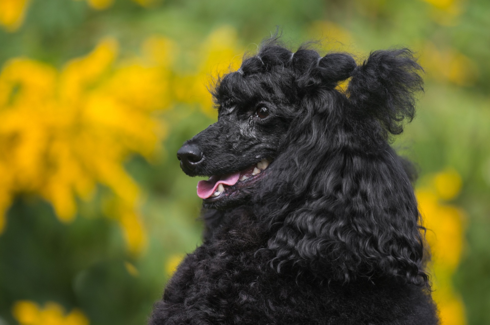 Adorable Moyen Poodle