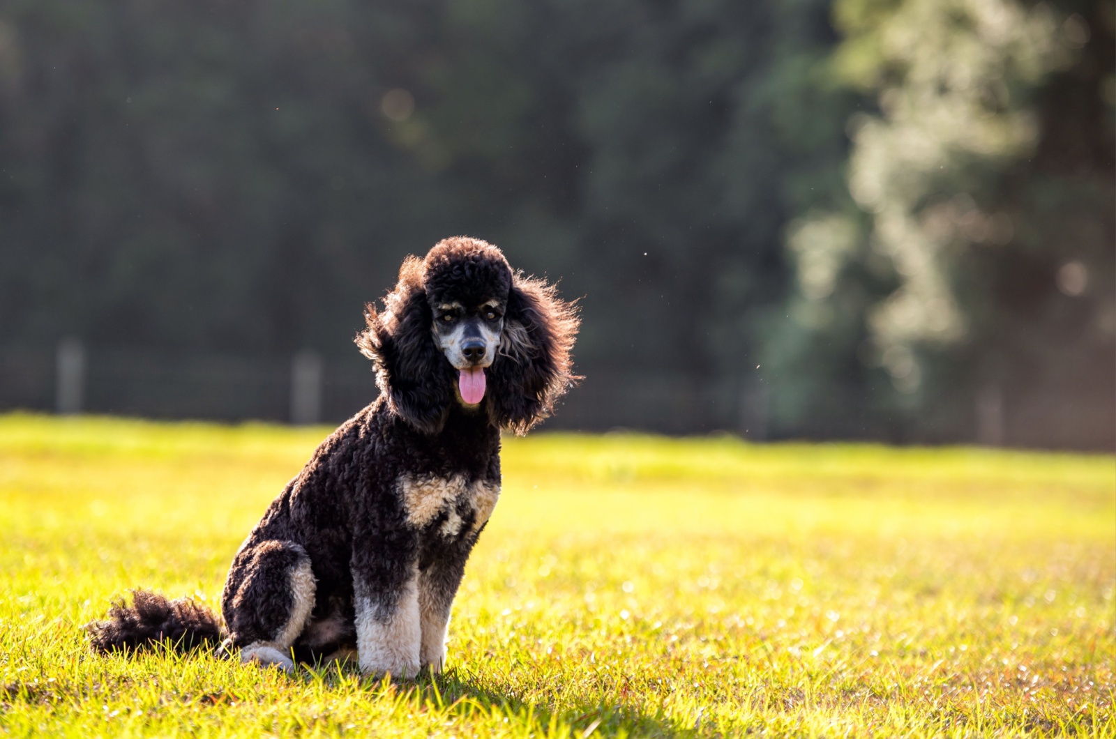 Adorable Phantom Poodle