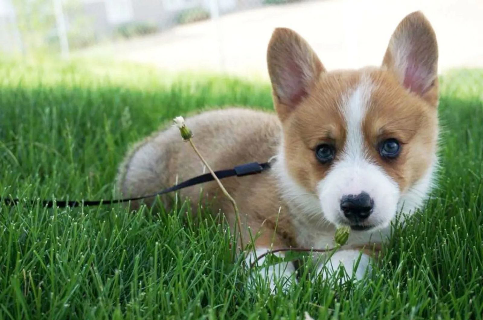 Adorable Teacup Corgi laying on a grass