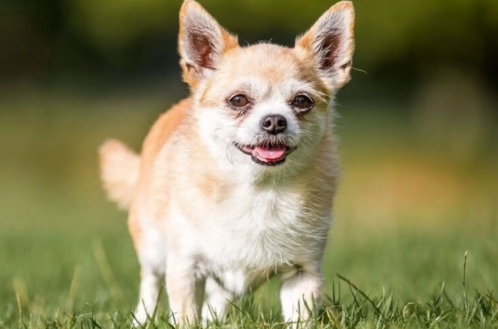 Adorable Teacup Corgi