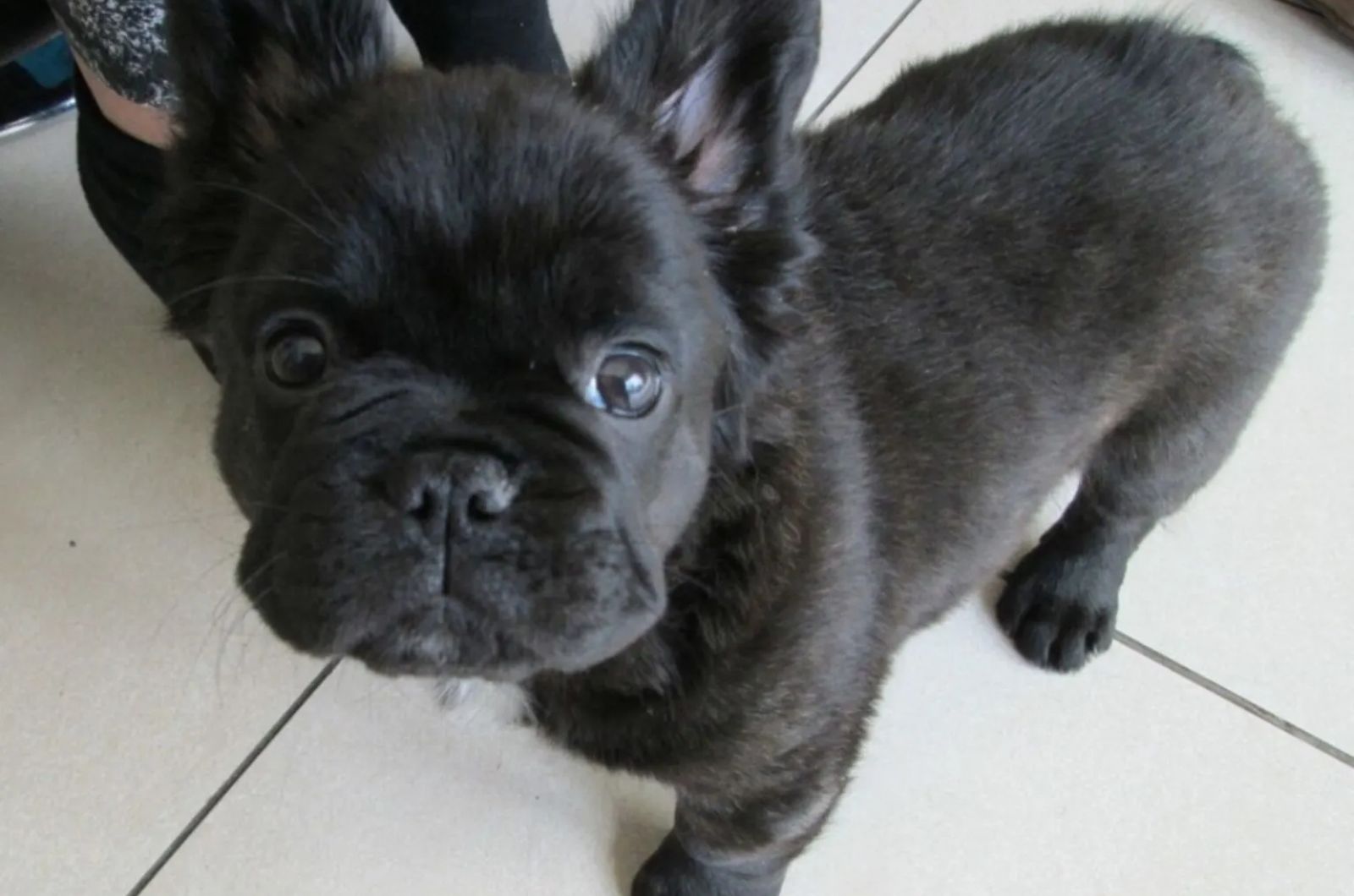 Adorable black long haired French Bulldog