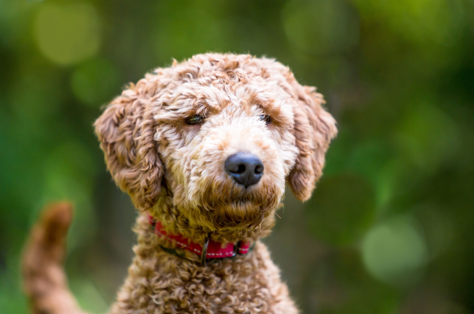 Adorable golden retriever x poodle