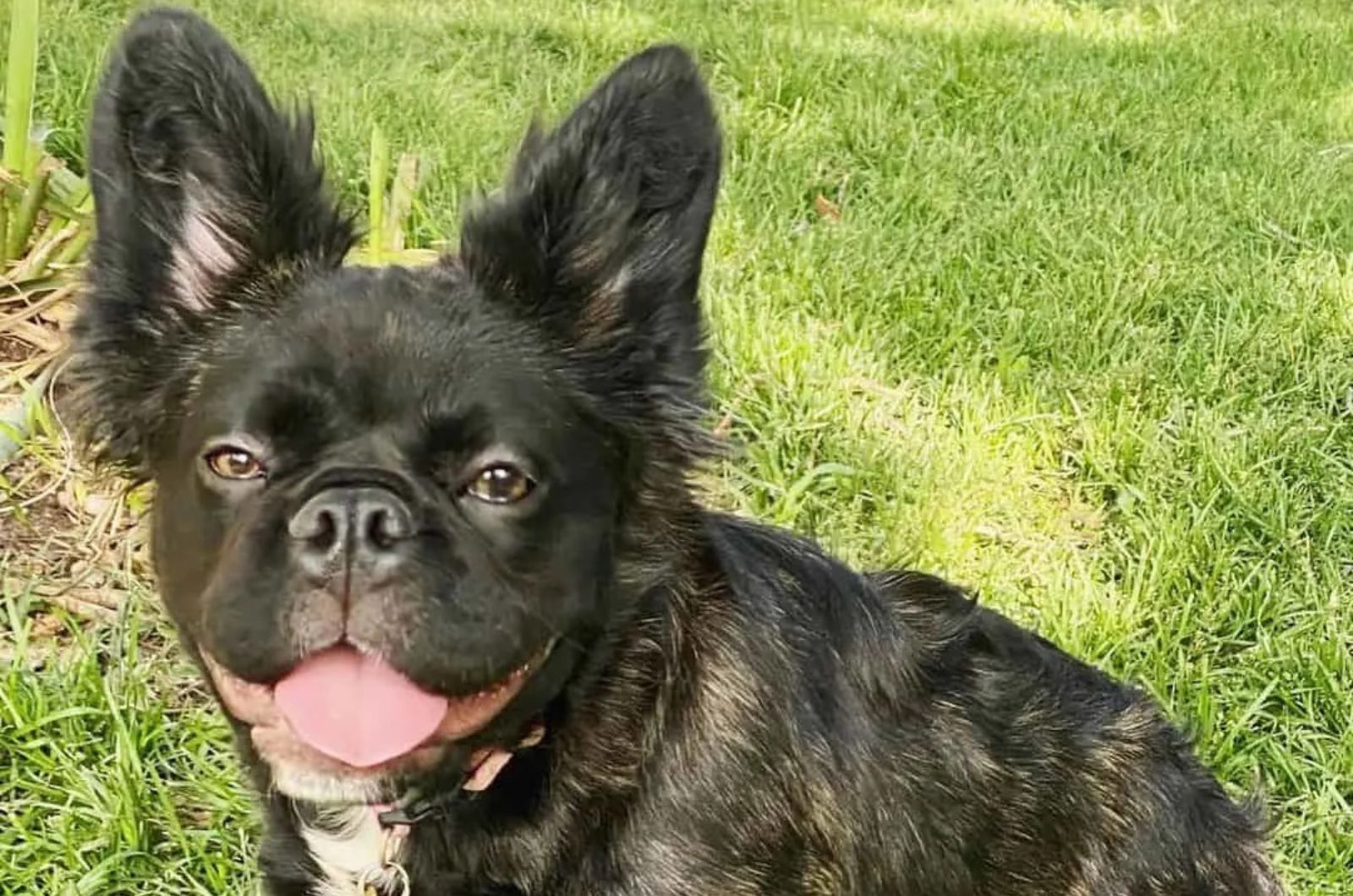 Adorable long haired French Bulldog