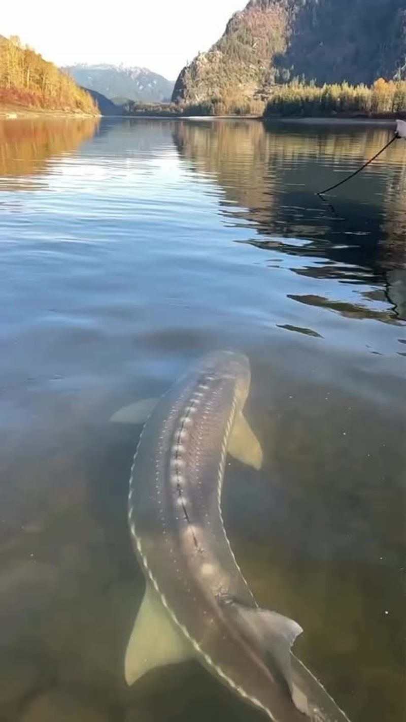 Adriatic Sturgeon