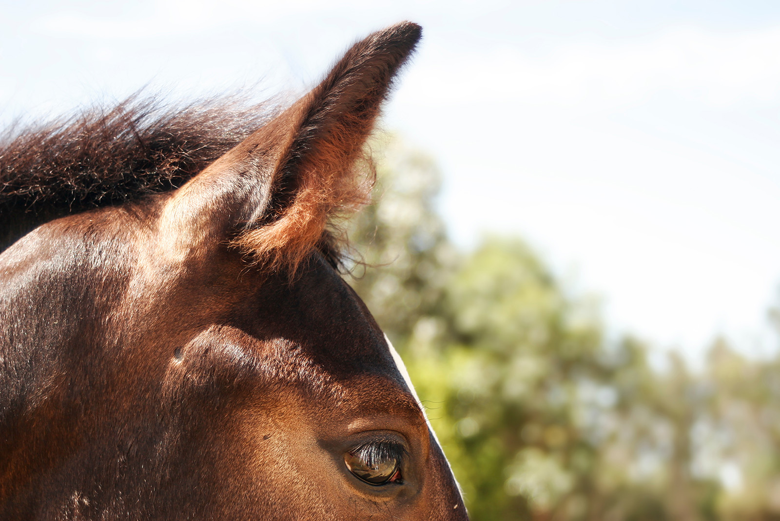 Adult Foal