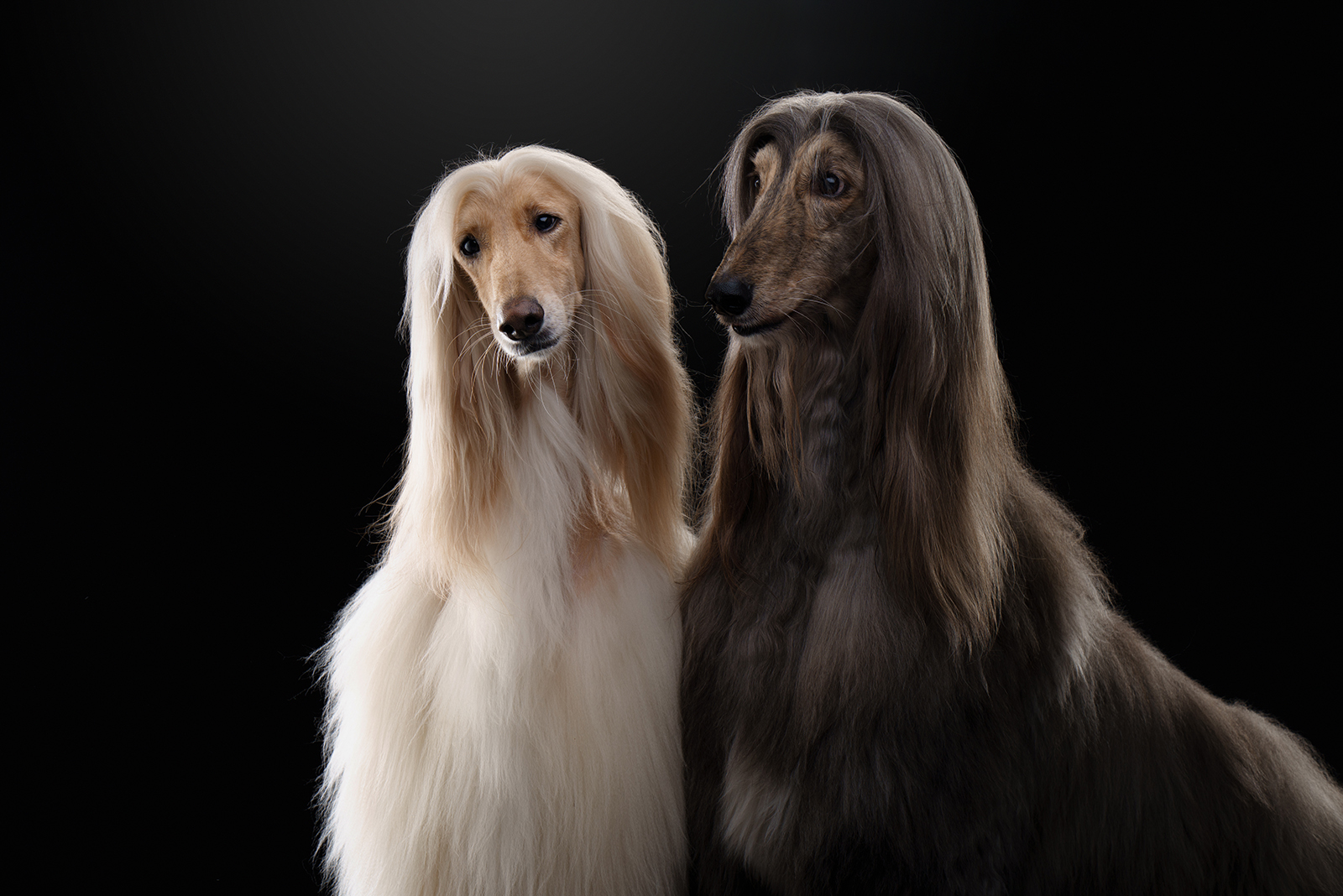 afghan hound