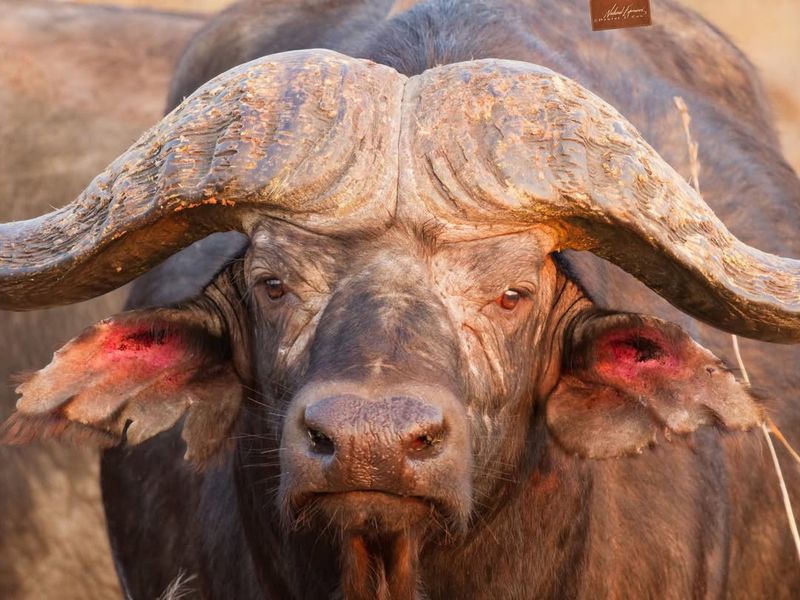 African Buffalo