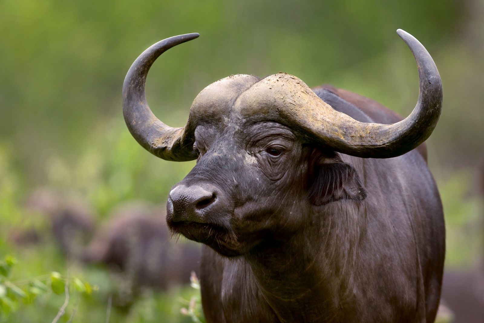 African Buffalo