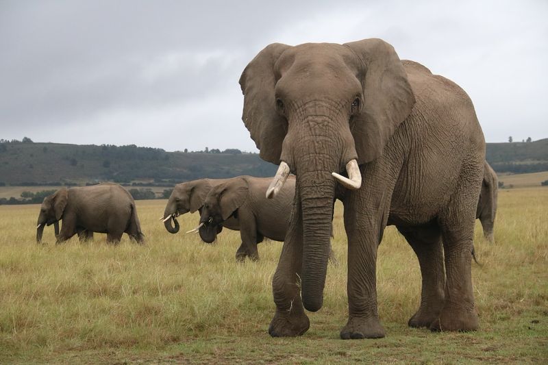 African Elephant