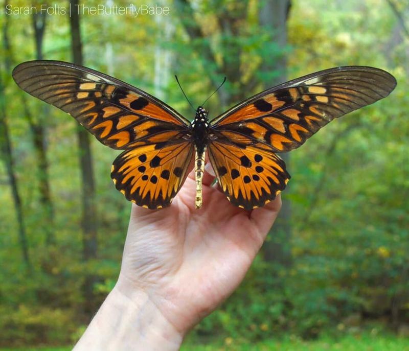 African Giant Swallowtail