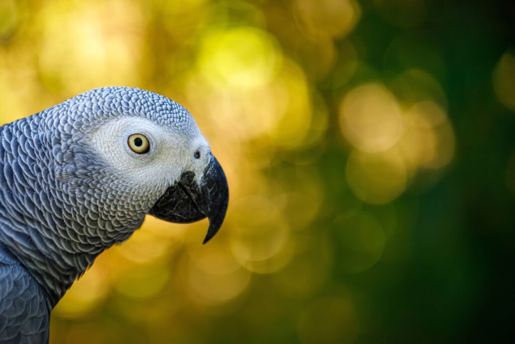 African Grey Parrot 