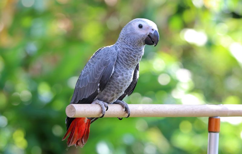 African Grey Parrot