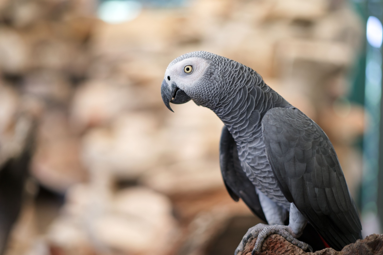 African Grey parrot