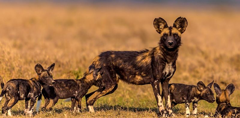 African Wild Dog