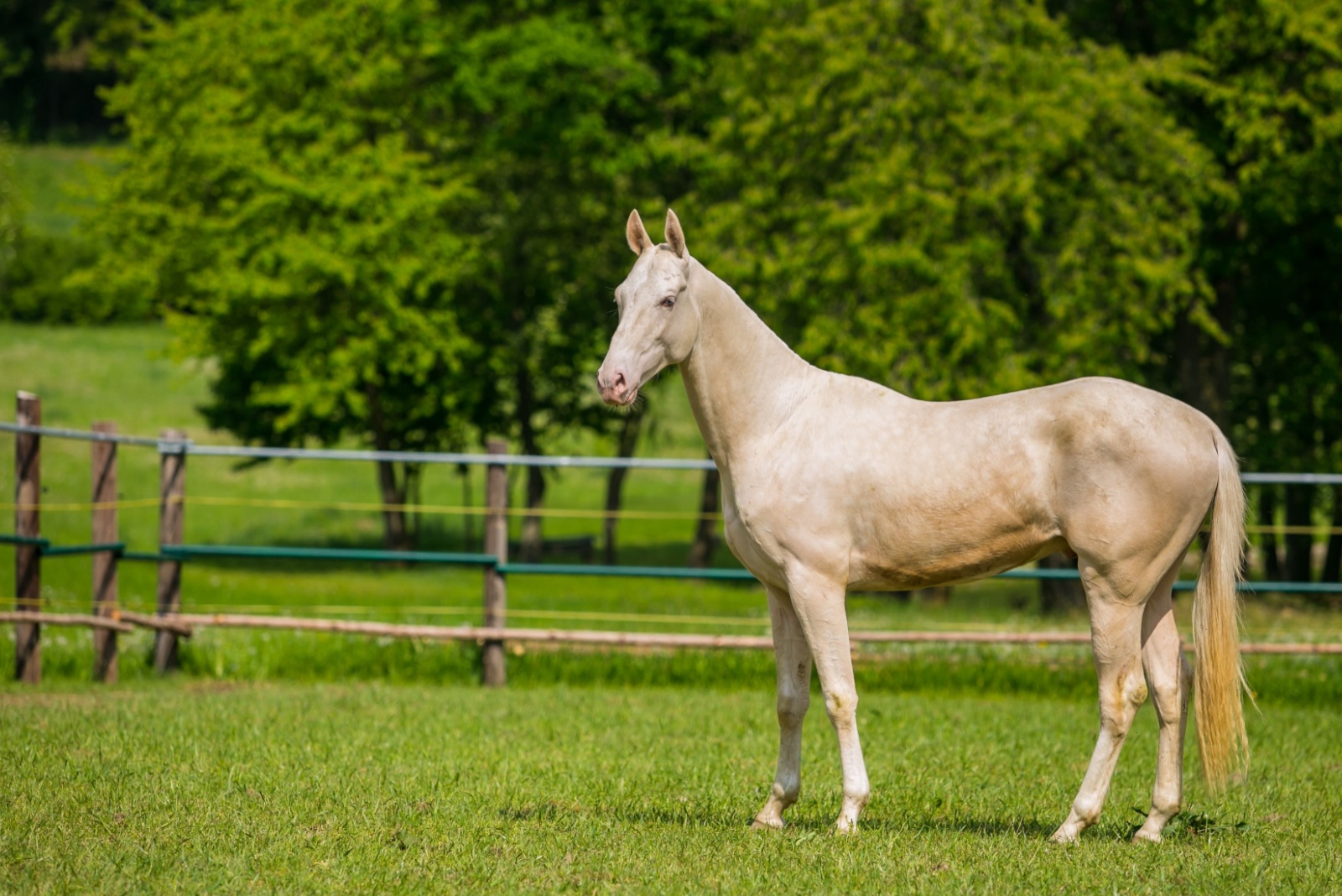 Akhal-teke