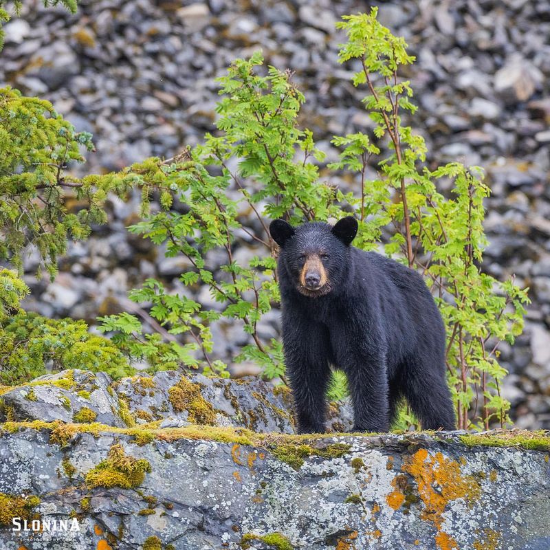 Alaska