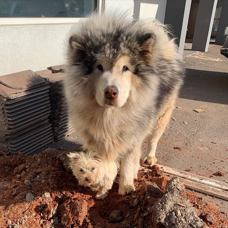 Alaskan Malamute