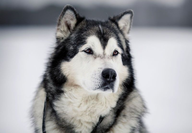 Alaskan Malamute