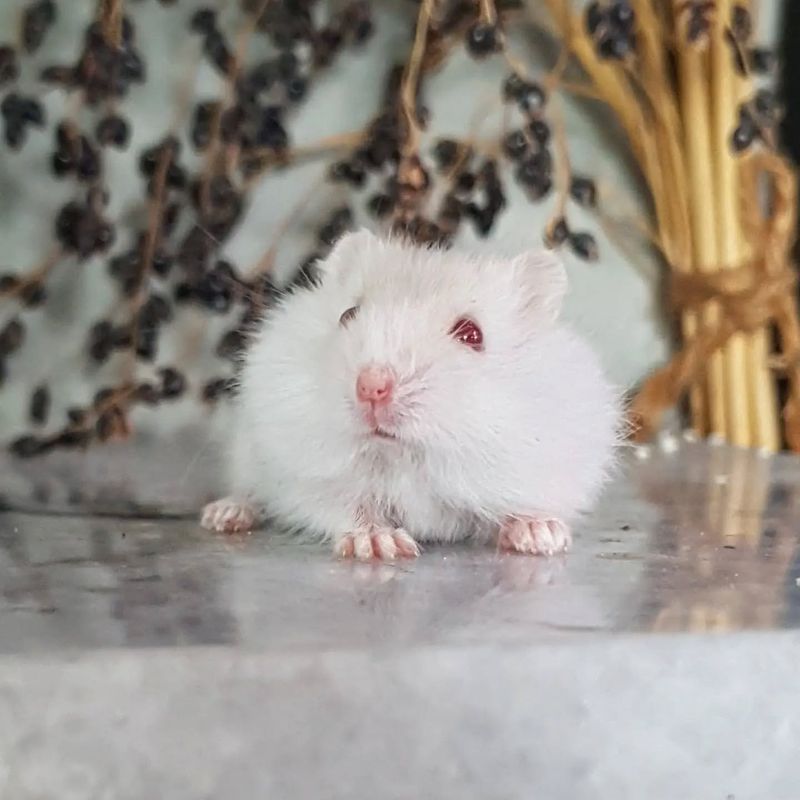 Albino Hamster