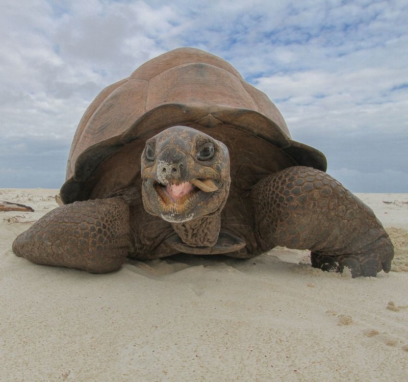 Aldabra Giant Tortoise