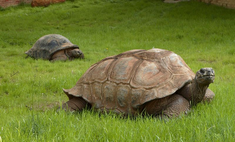 Aldabra Giant Tortoise