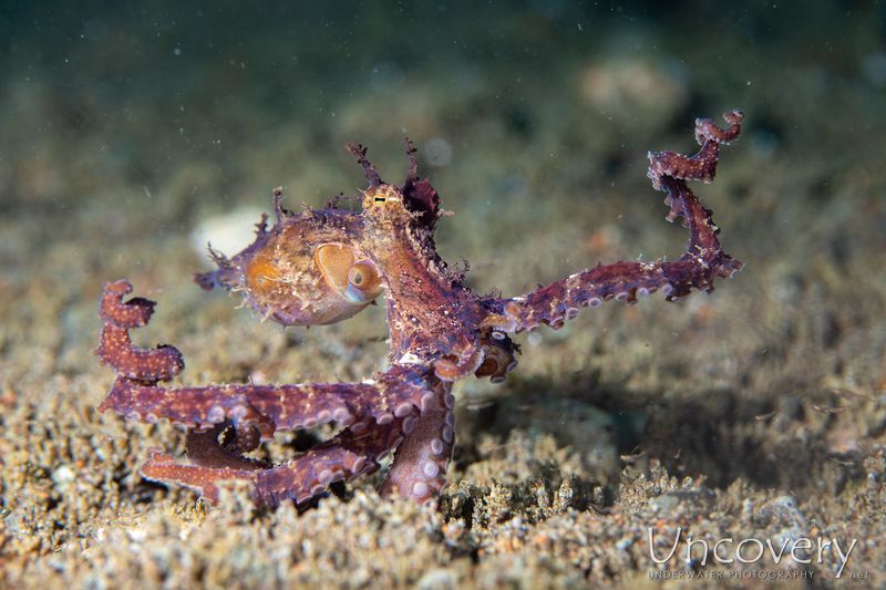 Algae Octopus