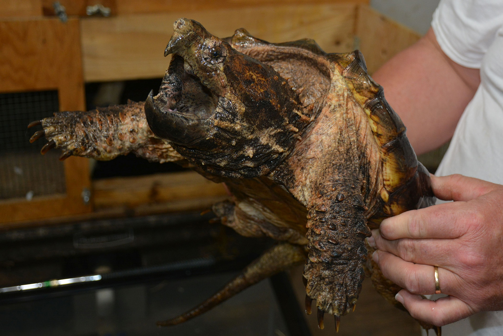 Alligator Snapping Turtle