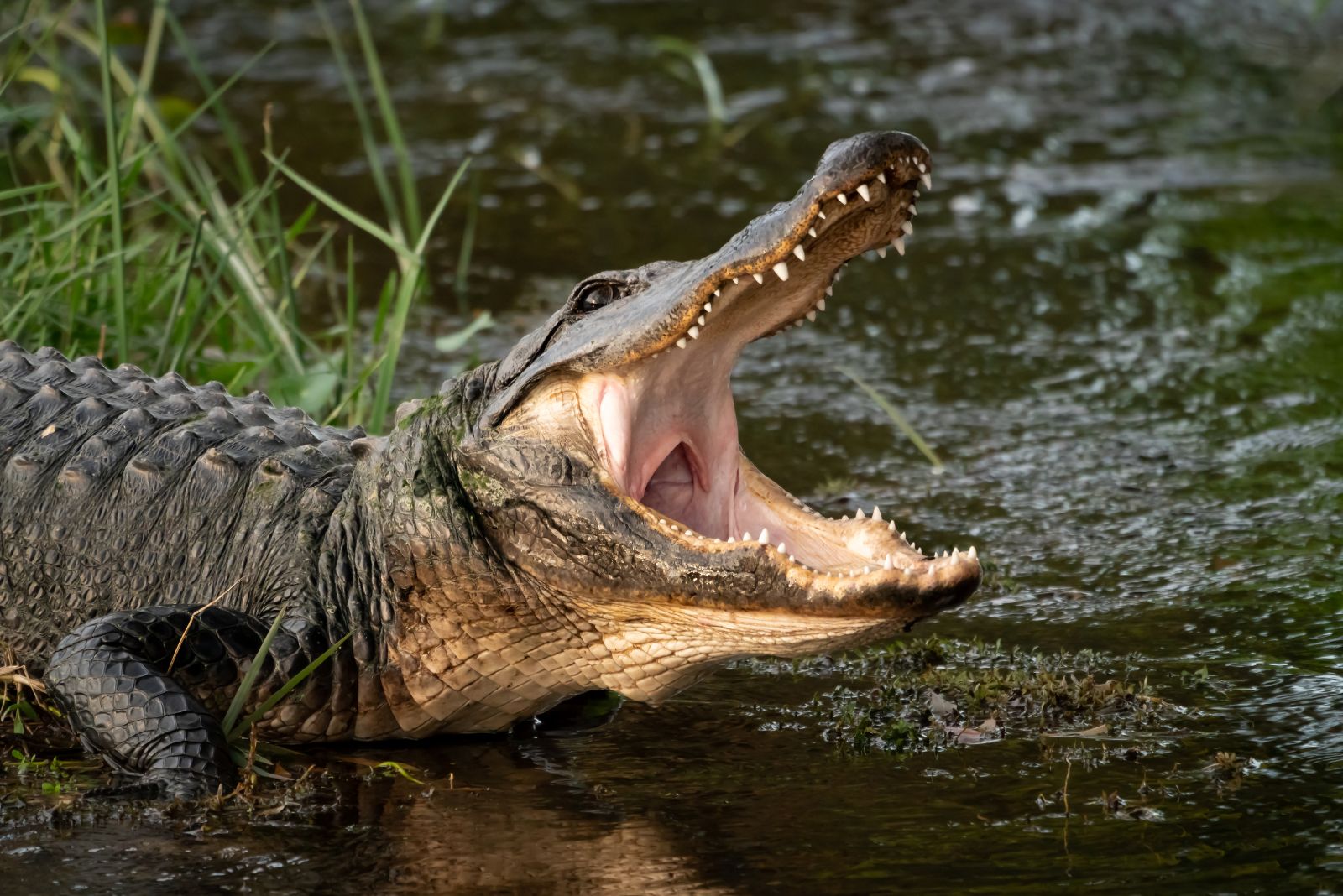 Alligator opening mouth