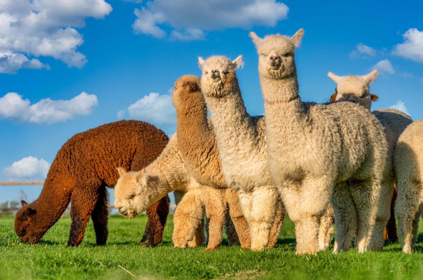 Alpaca