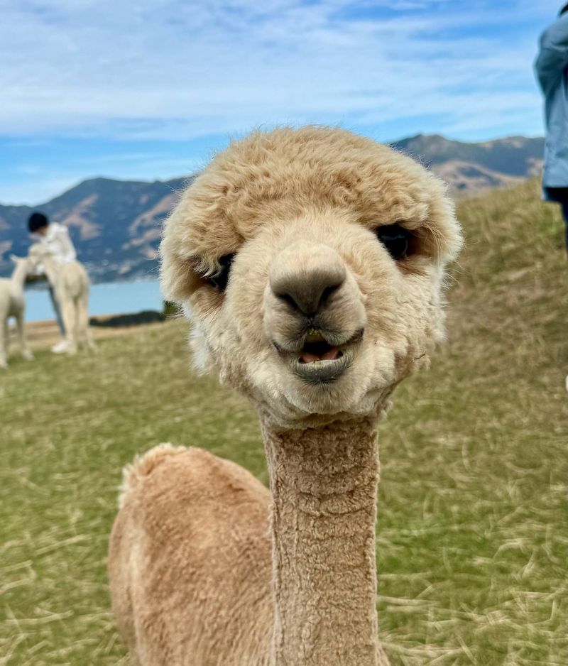 Alpaca