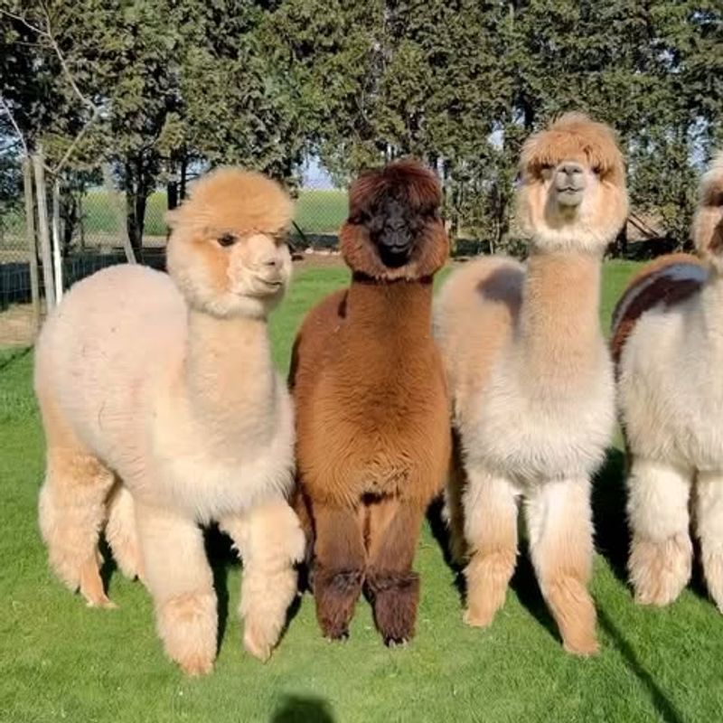 Alpacas