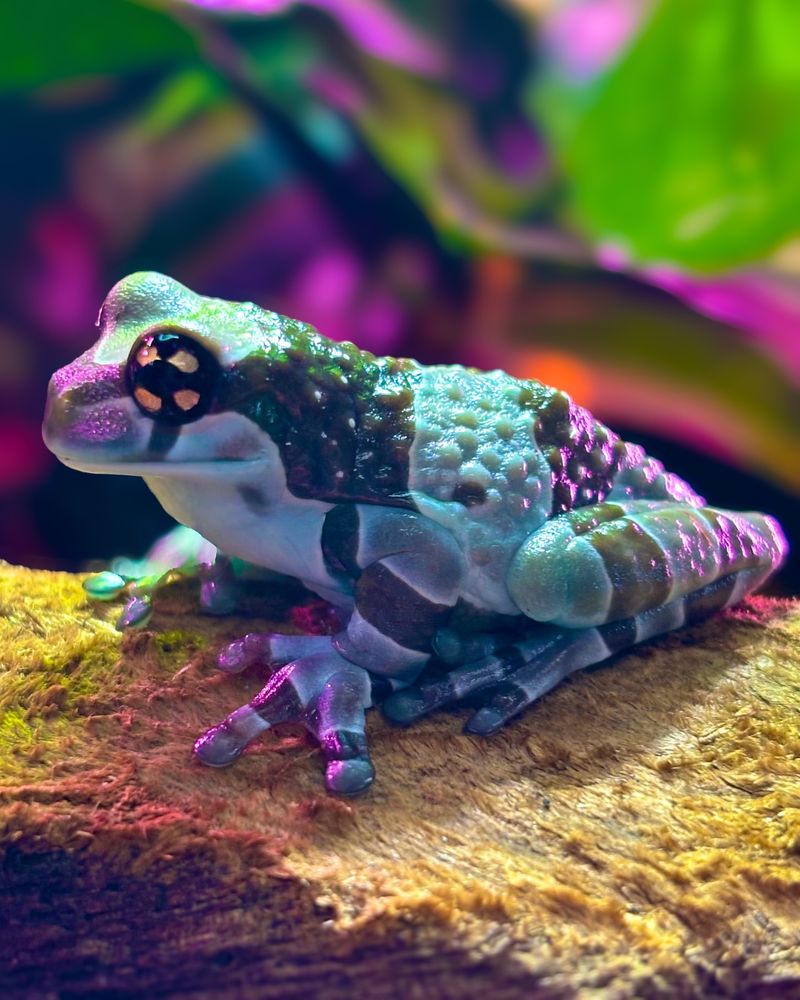 Amazon Milk Frog