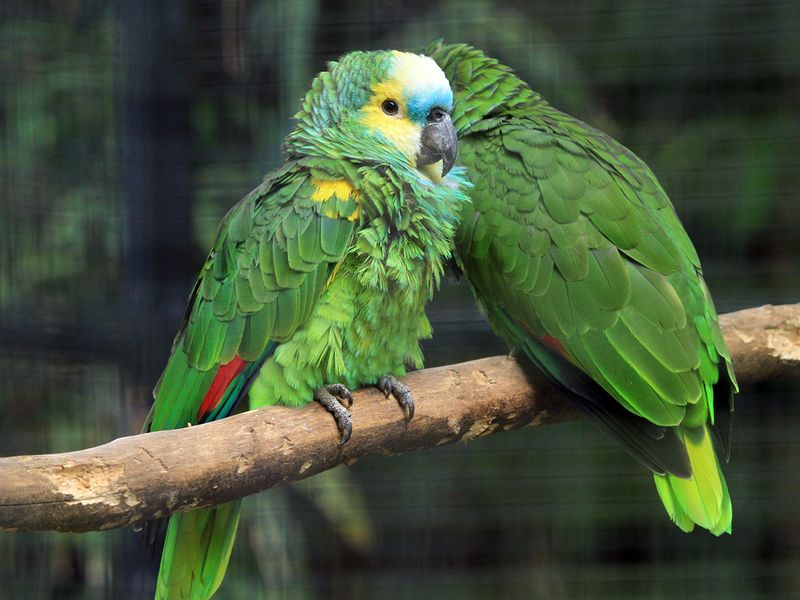 Amazon Parrot