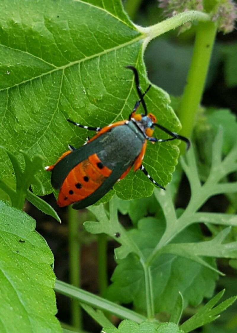 Ambrosia Beetles