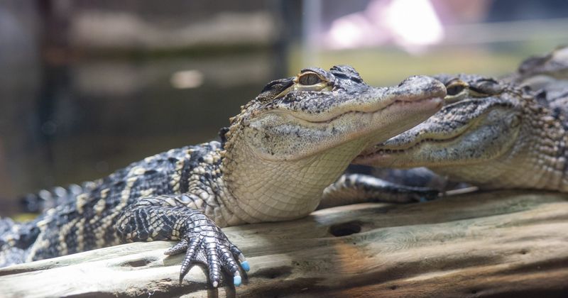 American Alligator