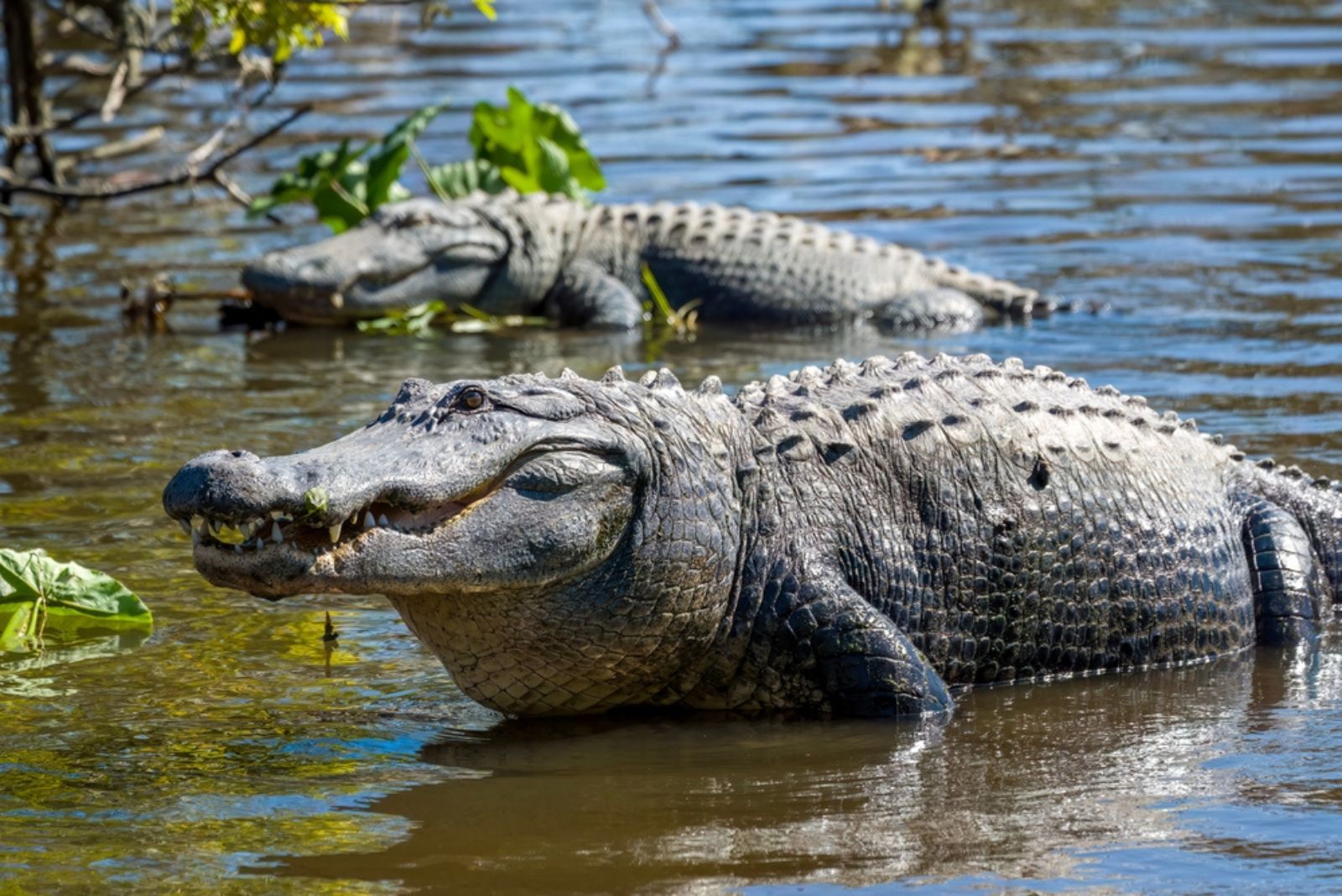 American Alligator