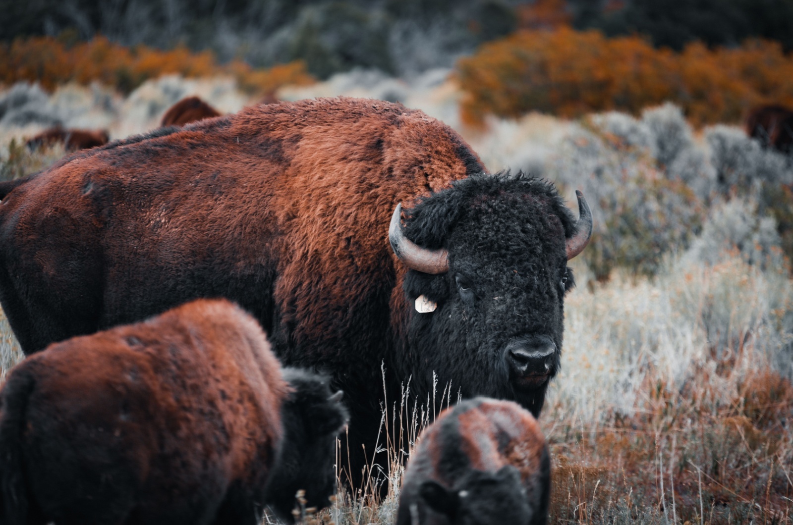 American Bison