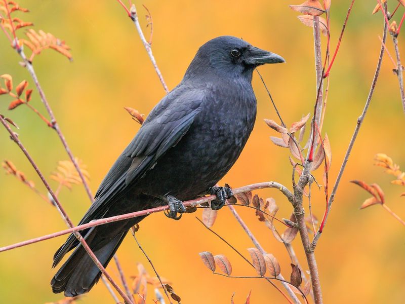 American Crow