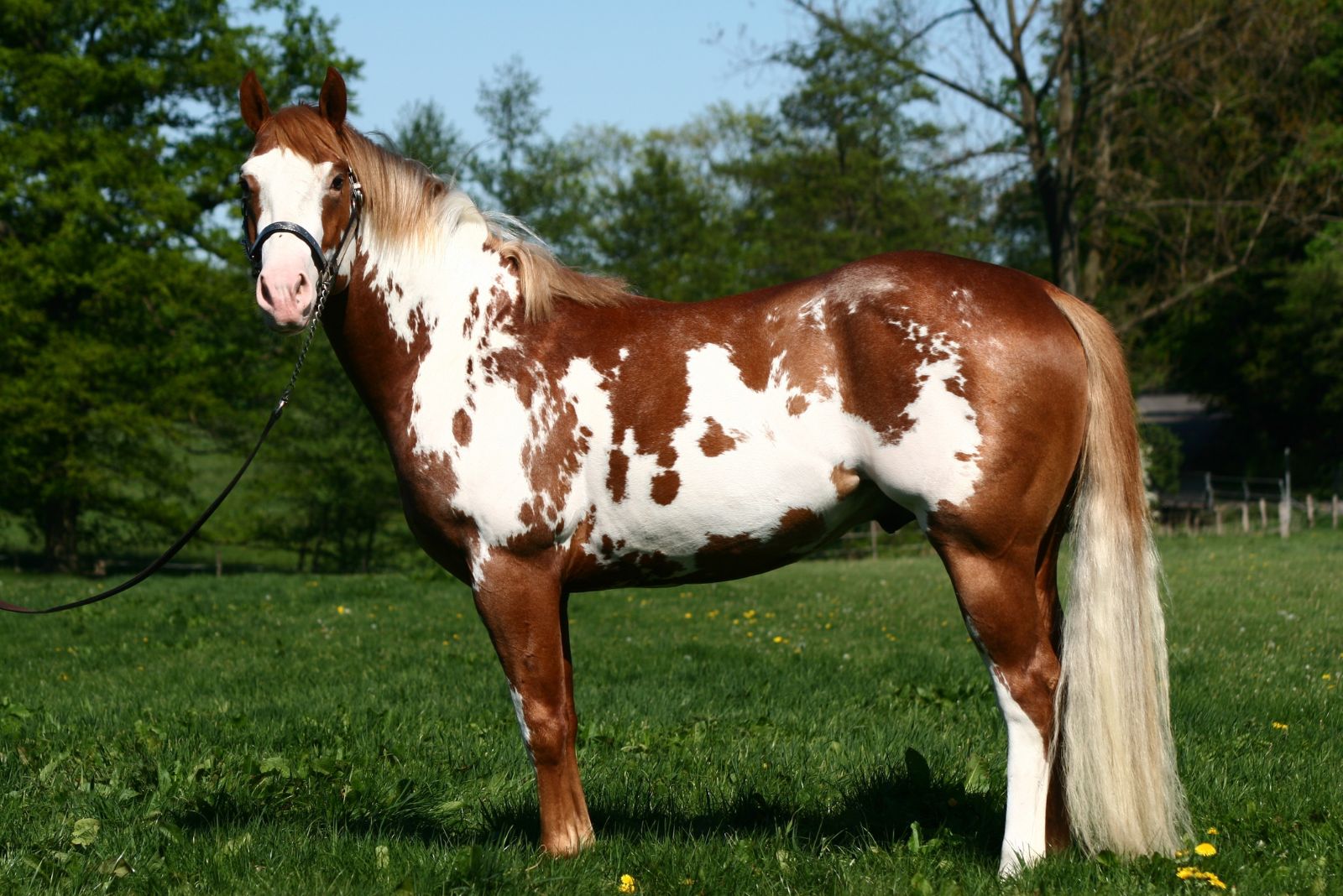 American Paint Horse