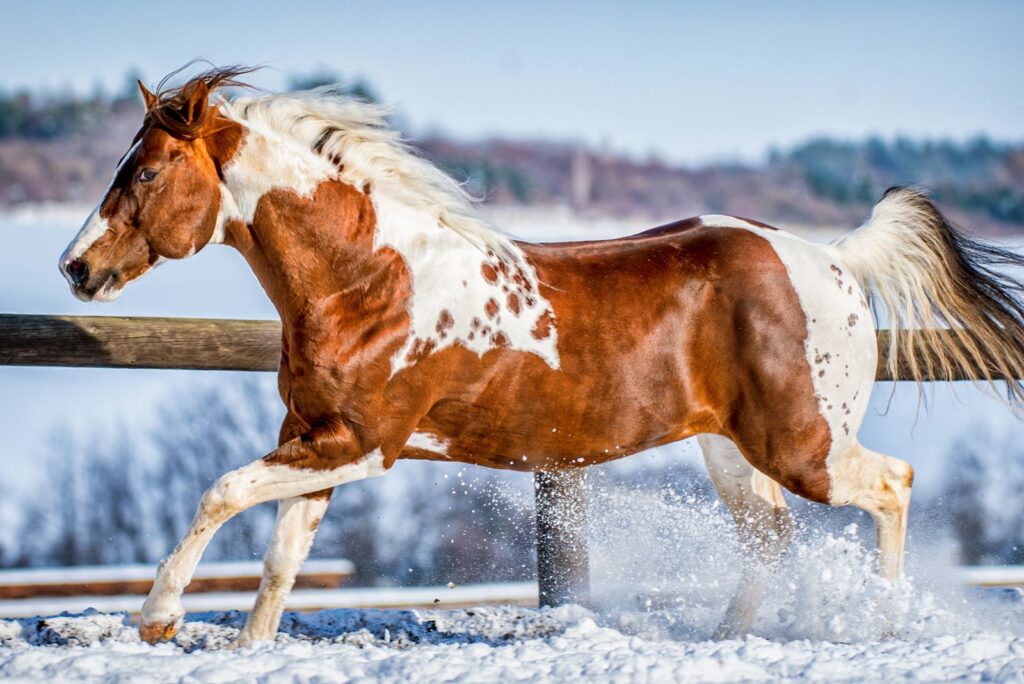 American Paint Horse