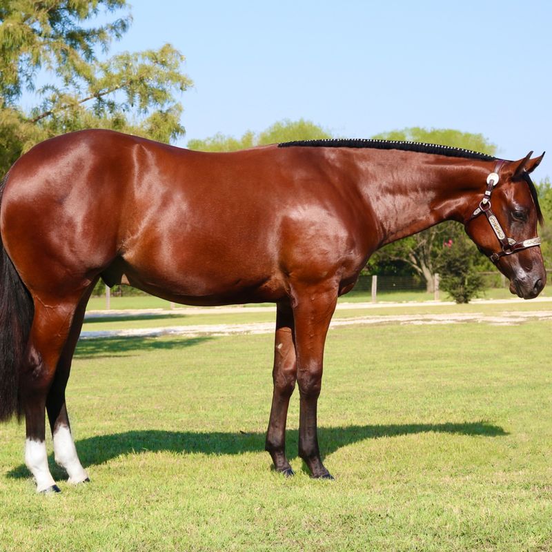 American Quarter Horse