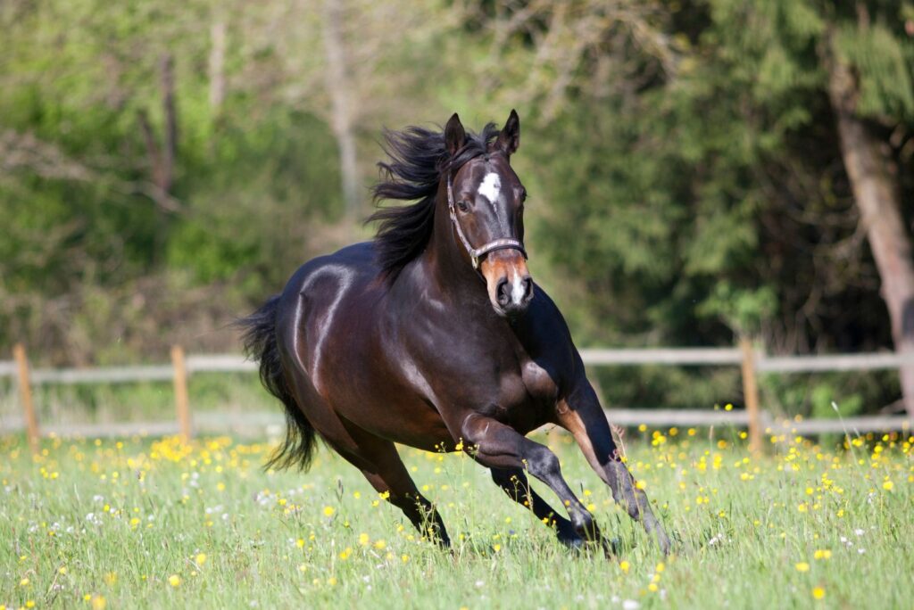 American Quarter Horse