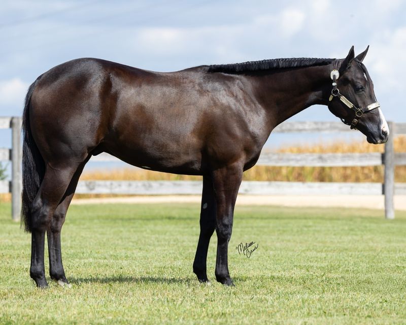 American Quarter Horse