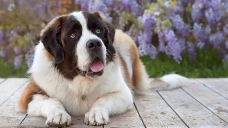 America's Beloved 14 Saint Bernard Mixes