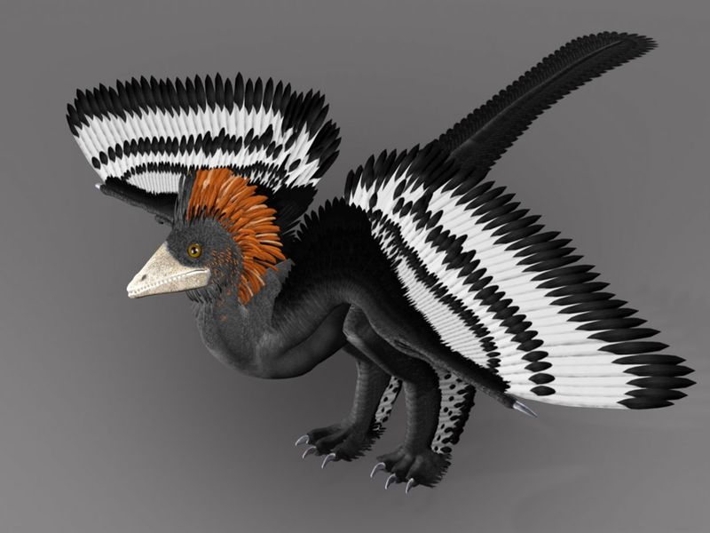 Anchiornis