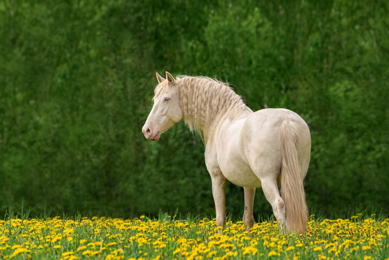 Andalusian Horse