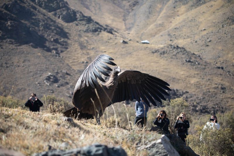 Andean Condor