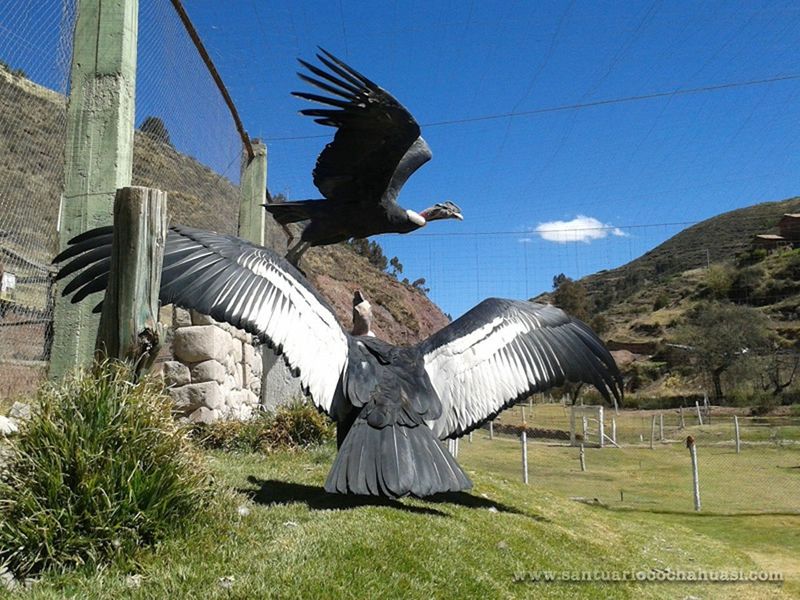 Andean Condor